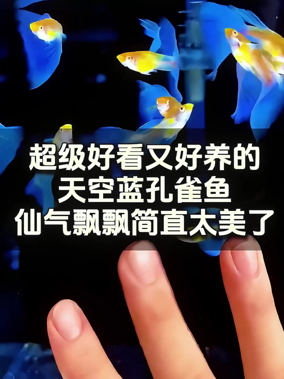 绝美天空蓝孔雀鱼,绽放在水中的蔚蓝魅力华章!