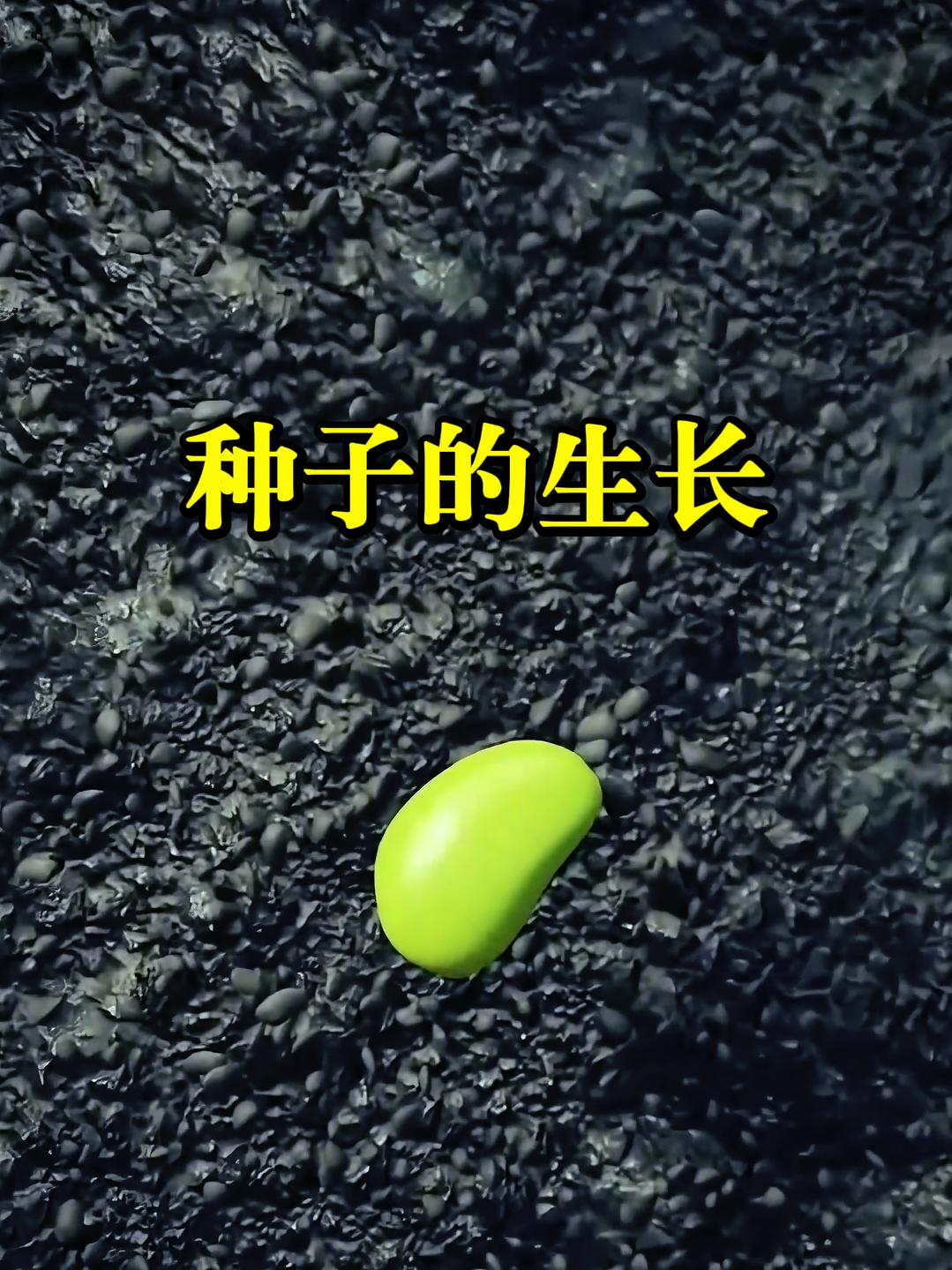 种子内部的生长过程