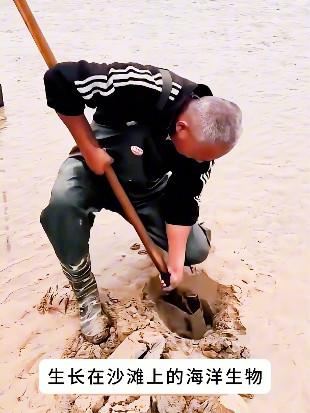 神奇的海洋生物竹蛏