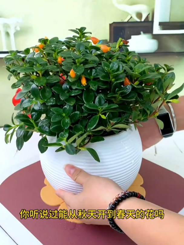 金鱼草吊兰,开花活灵活现!