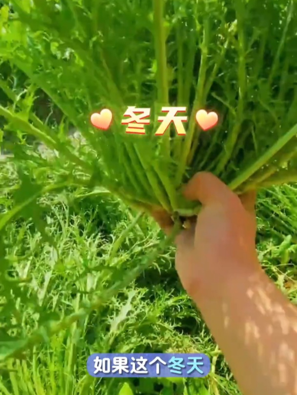 雪菜又叫“春不老”,有野菜的清香,常用来腌制制成梅干菜吃!