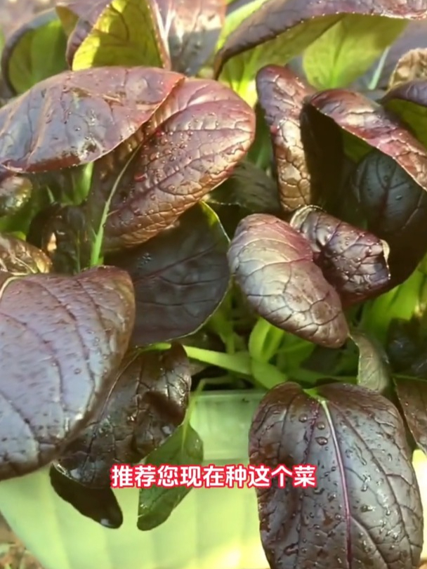 紫色油菜富含花青素,好吃好看,天寒地冻照样生长