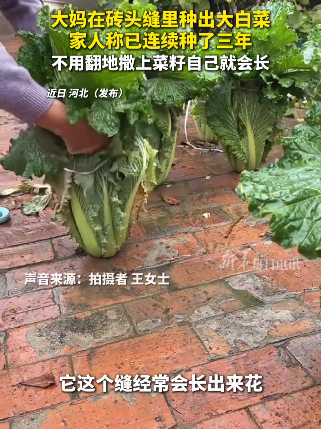 大妈在砖头缝里种出大白菜,家人称已连续种了三年,不用翻地撒上菜籽自己就会长