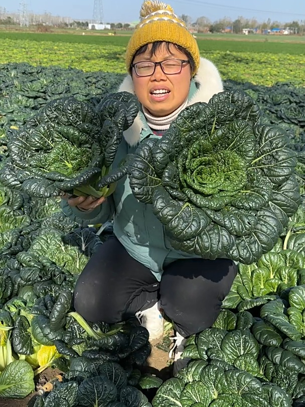 黑色青菜来了,喜欢吃的快来吧