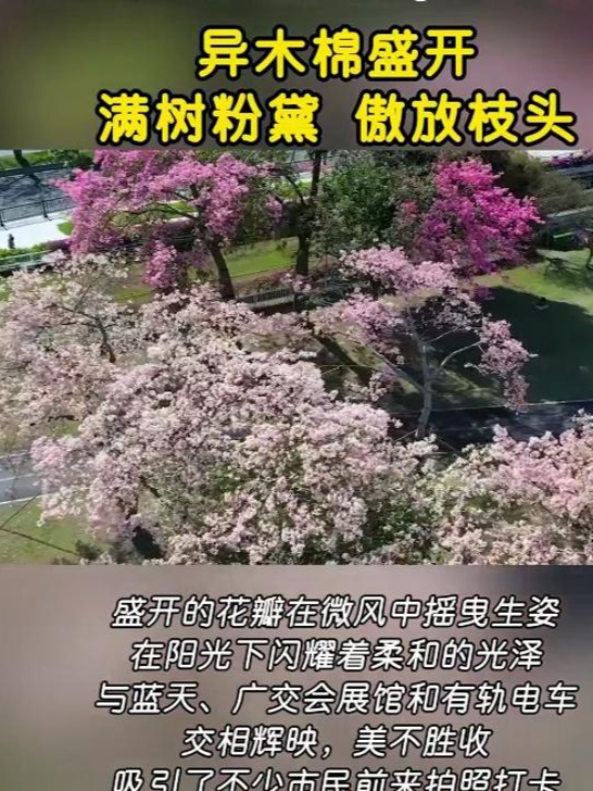 花城的浪漫又藏不住啦!异木棉盛开傲放广州街头