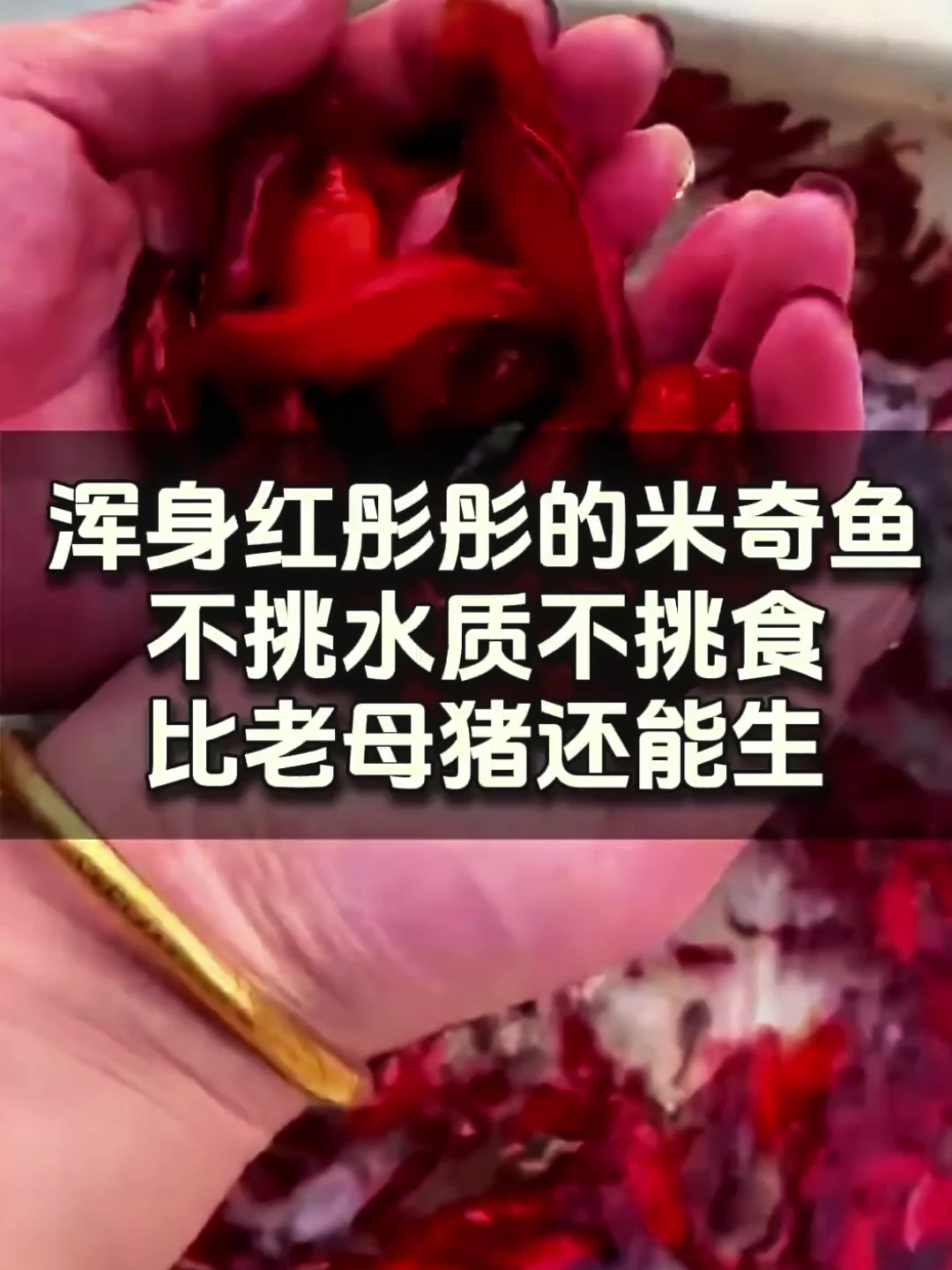 水族中的 “繁殖机器”,米奇鱼,小鱼诞生忙不停!