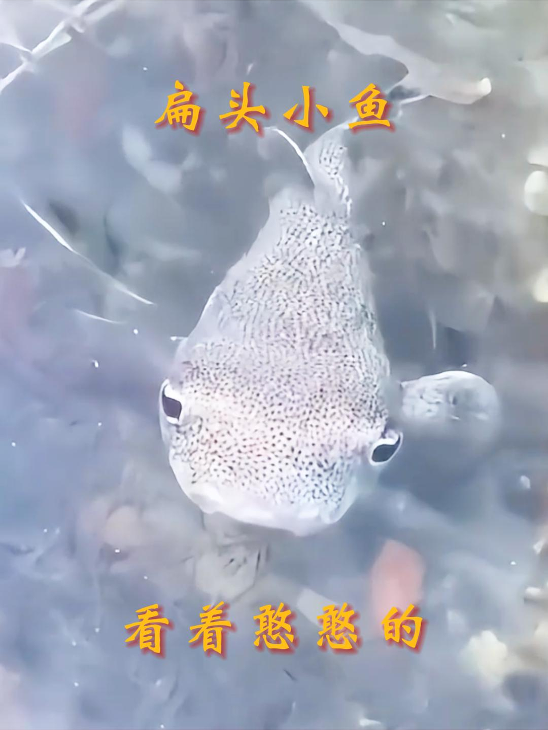 扁头小鱼,看着憨憨的!
