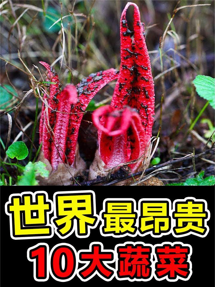 全球“最昂贵”的10大天价蔬菜,第一名售价高达50万