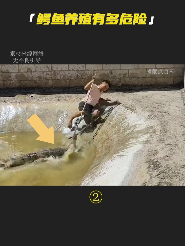 养殖鳄鱼有多危险?你知道为什么要赶它们下水吗?科普 鳄鱼