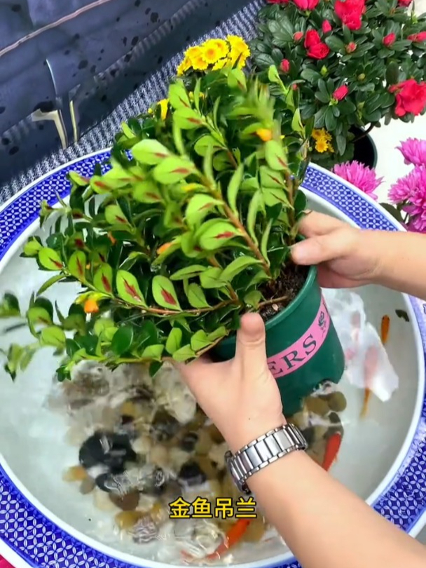 花朵如同垂悬着的金鱼,灵动又迷人!