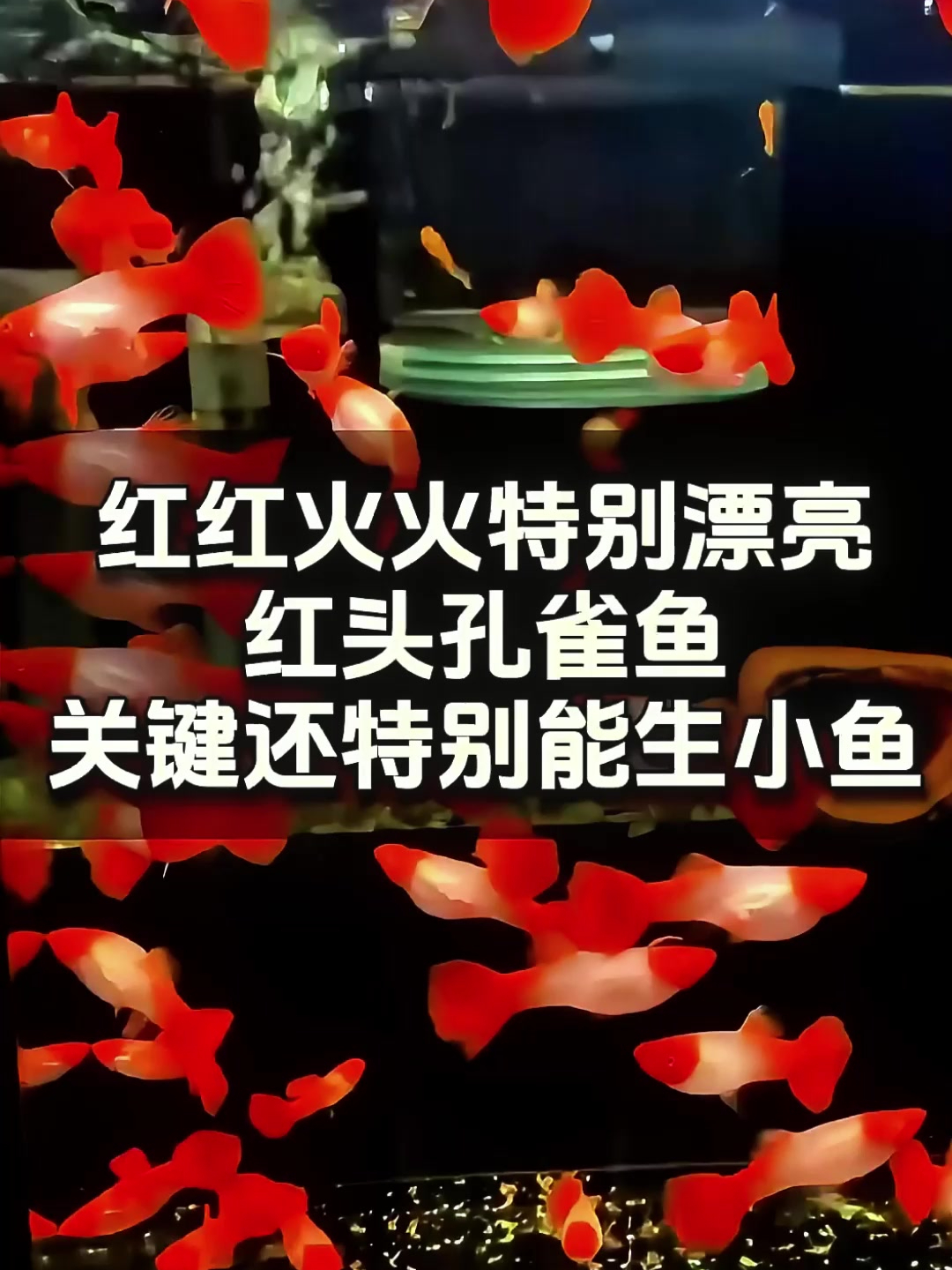 鱼缸若有孔雀驻,鸿运当头福满屋!