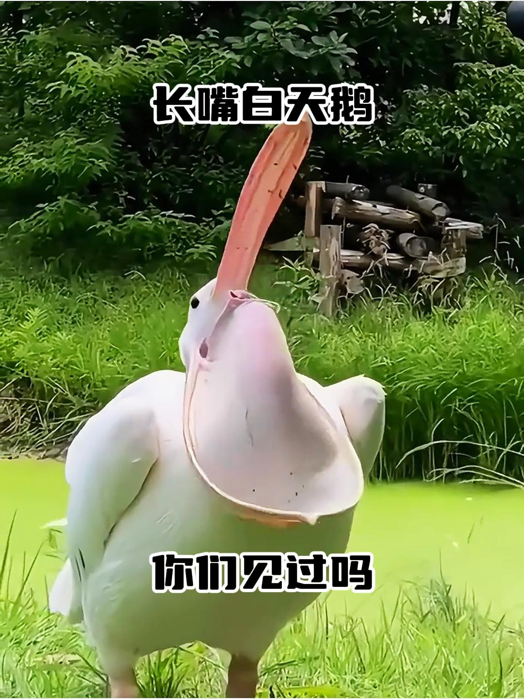 长嘴白天鹅,你们见过吗?