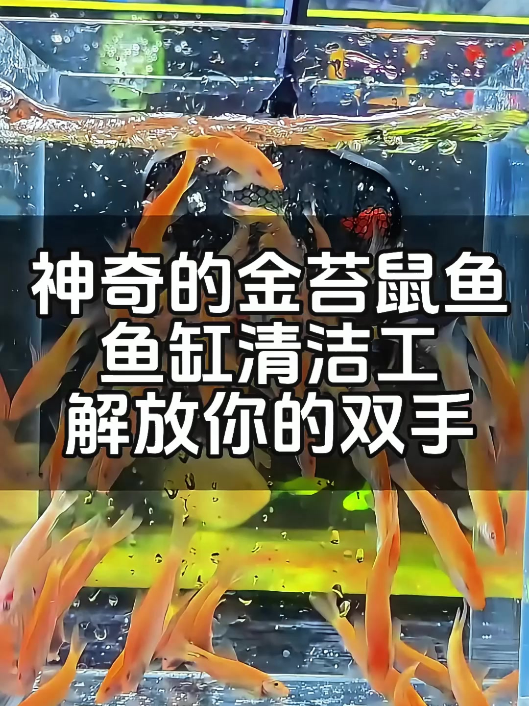 鱼缸清洁狂魔金苔鼠鱼来福利了!