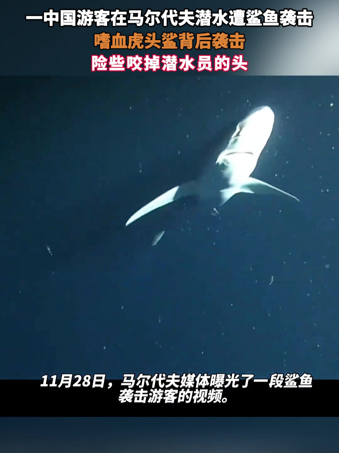 一中国游客在马尔代夫潜水遭鲨鱼袭击,嗜血虎头鲨背后袭击,险些咬掉潜水员的头