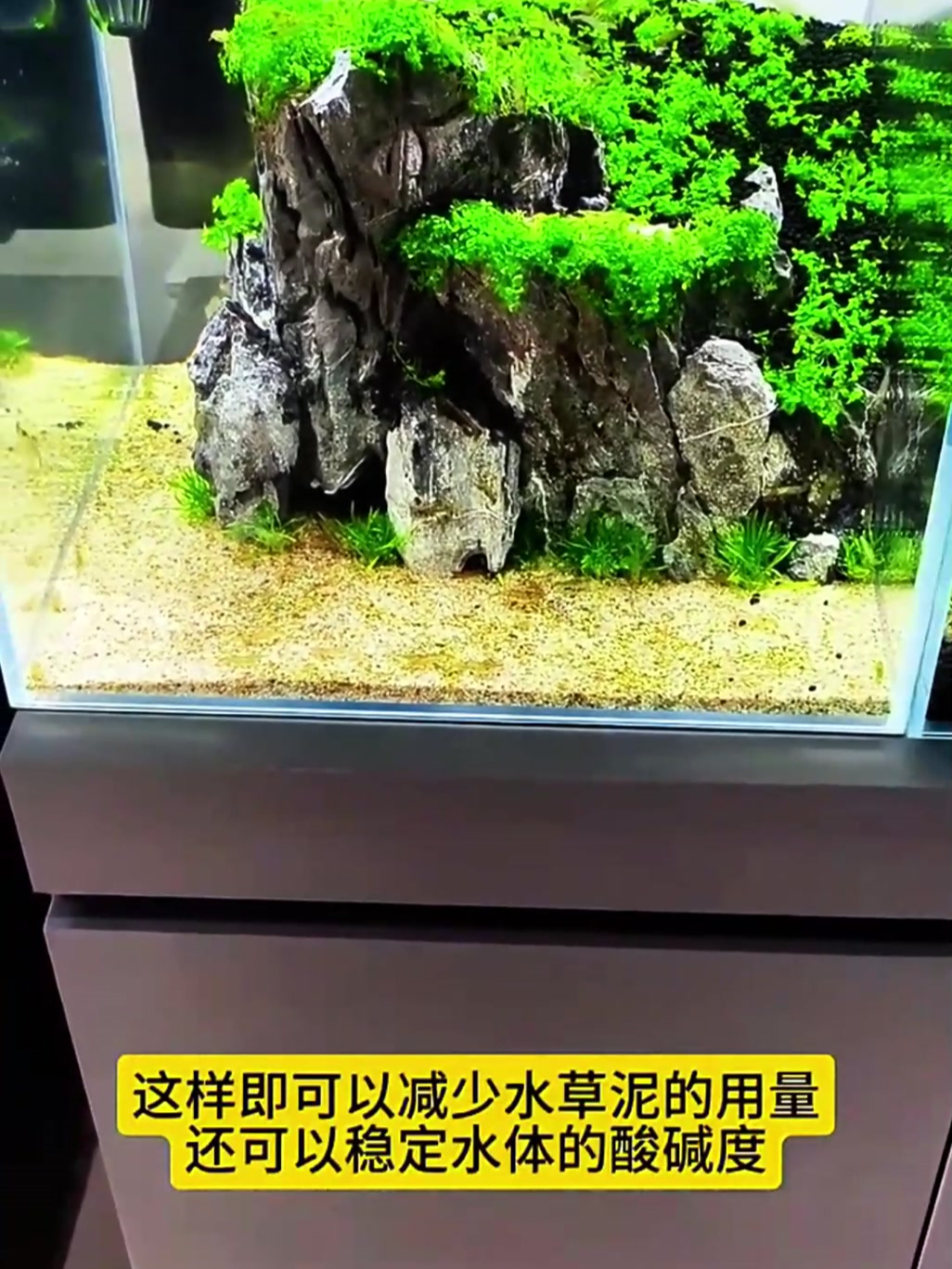 草缸能不能养孔雀鱼,看完你就明白了!