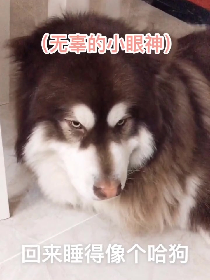 撵了鸭子的狗就是不一般 累得嘴都不顶了