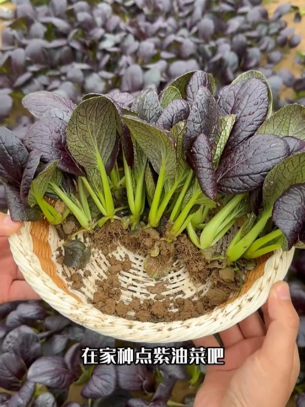越冷颜色越艳,紫油菜富含花青素,不仅长得好看还好吃!