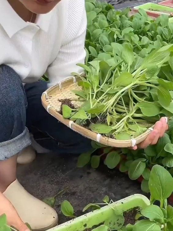 比豆腐还嫩,撒一把种子长一片,它就是鸡毛菜!