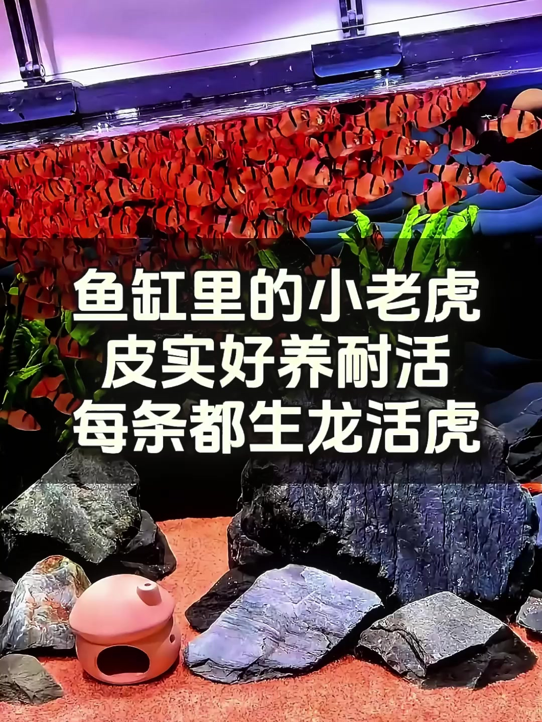 鱼缸里的小老虎,虎皮鱼!