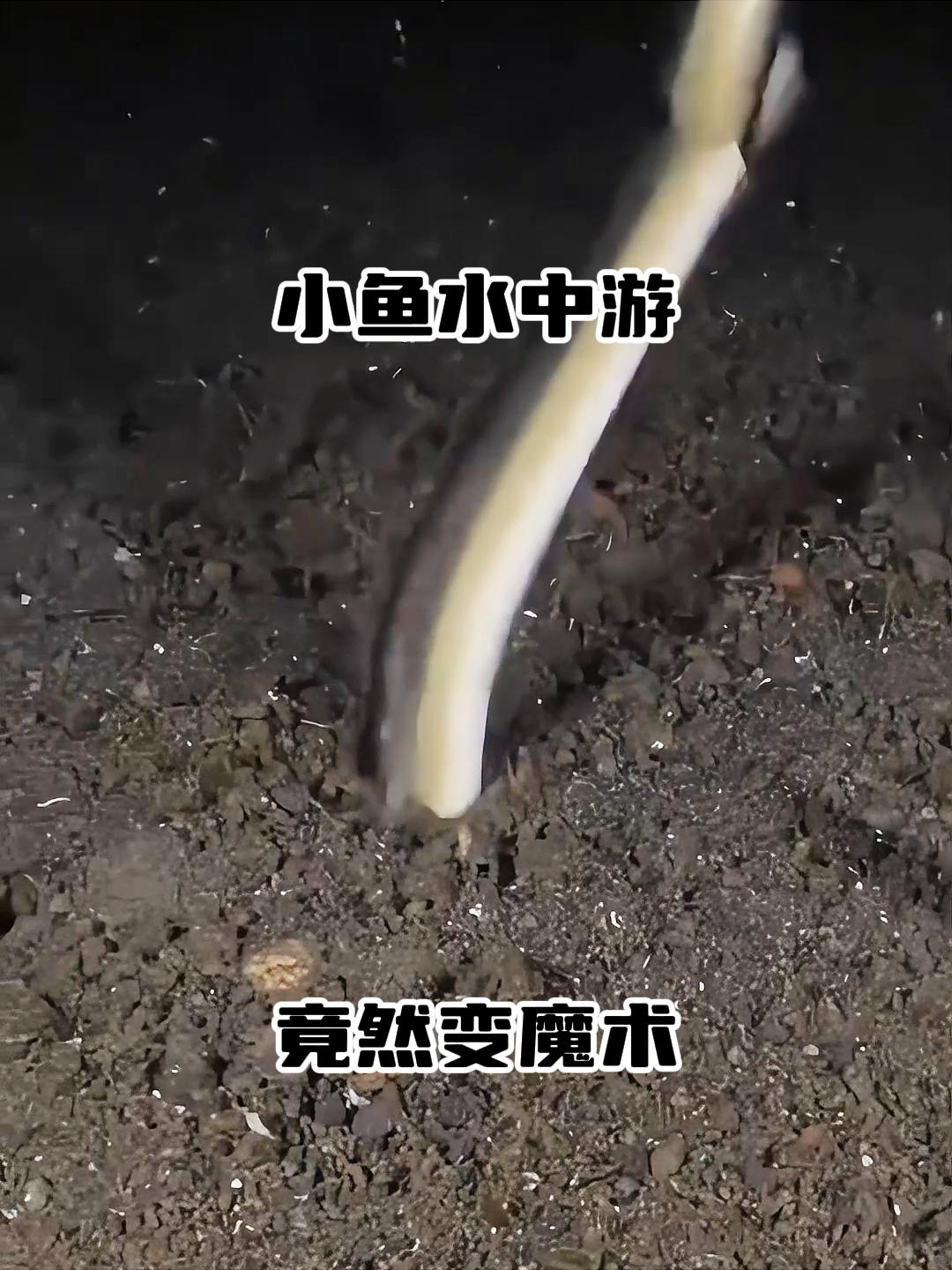 小鱼水中游,竟然变魔术?