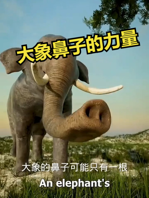 大象鼻子的力量!