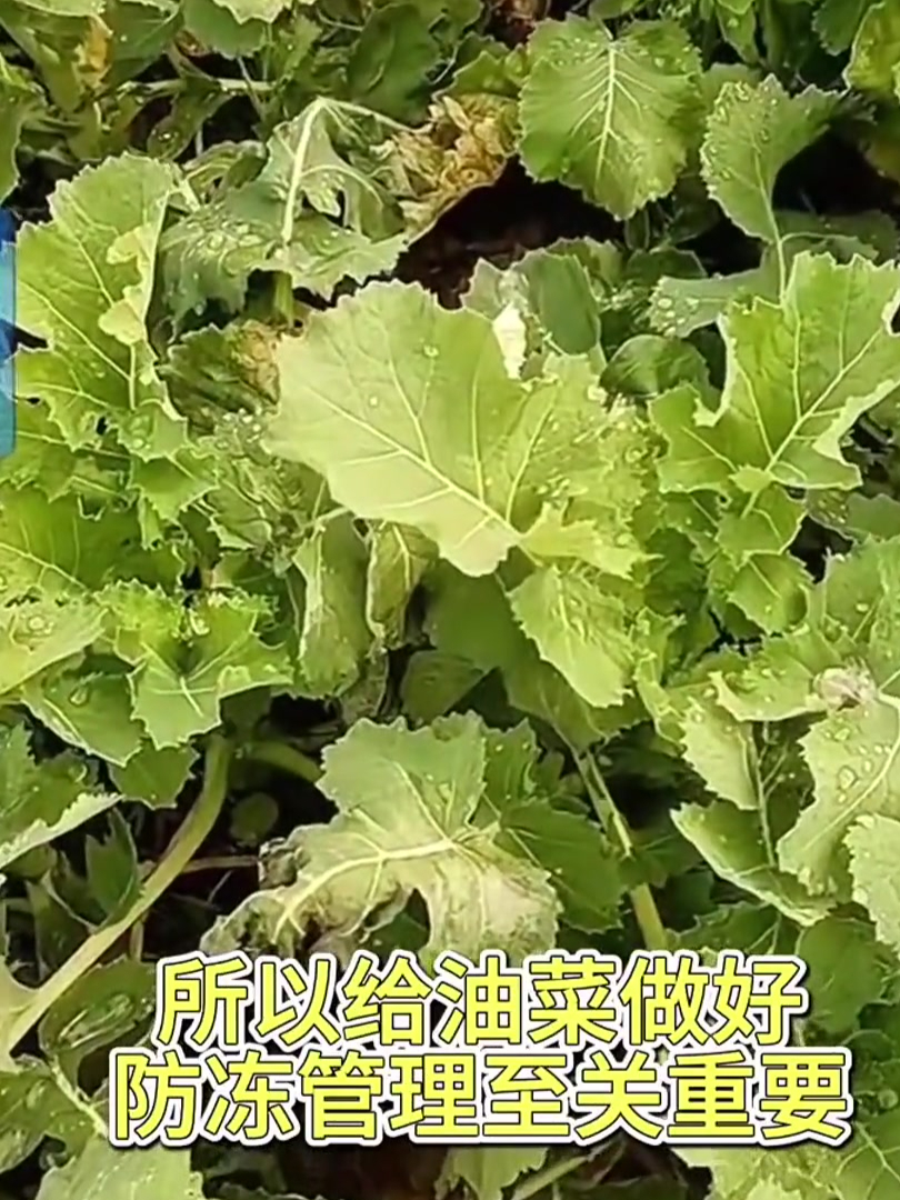 油菜属于冬季生长类作物,一定要做好抗冻管理