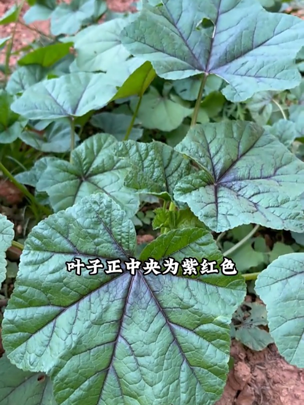 冬寒菜也叫冬葵,有野菜的清香,现在种还能反复采收!