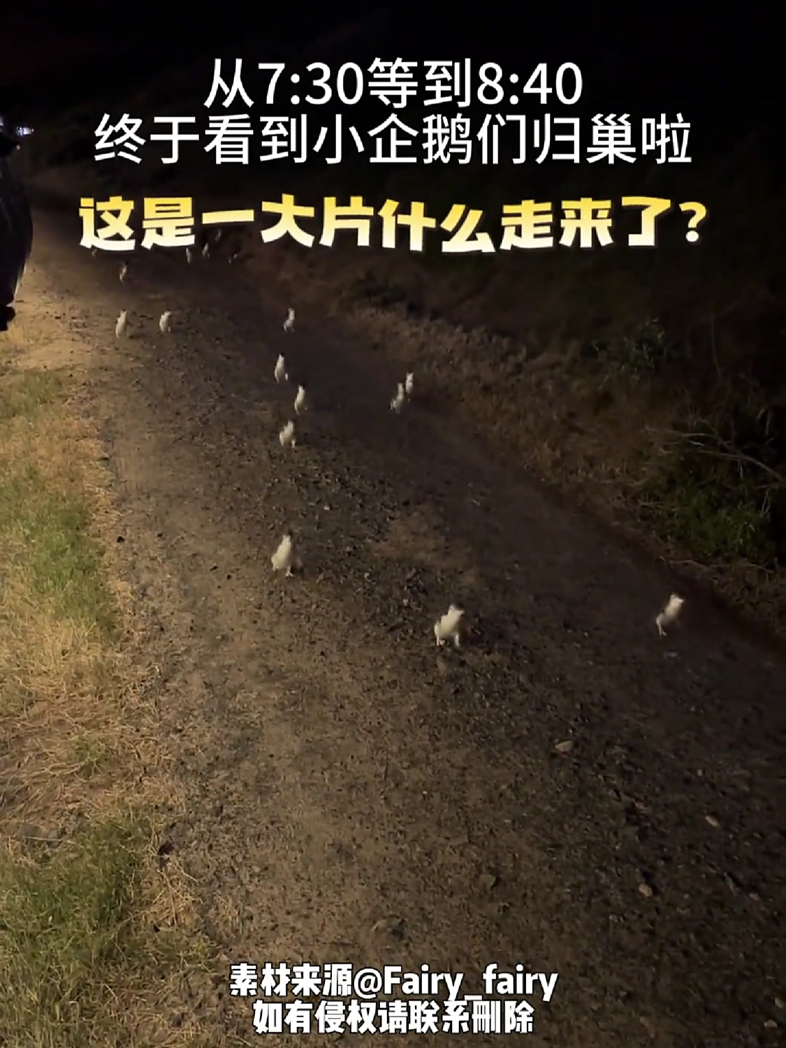 澳大利亚小蓝企鹅为躲避天敌,晚上偷摸成群结队踱步回家