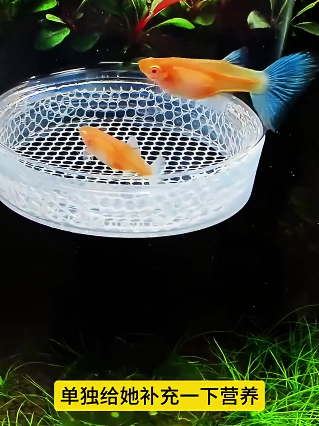 做个孔雀鱼繁殖缸,养些孔雀鱼玩玩!