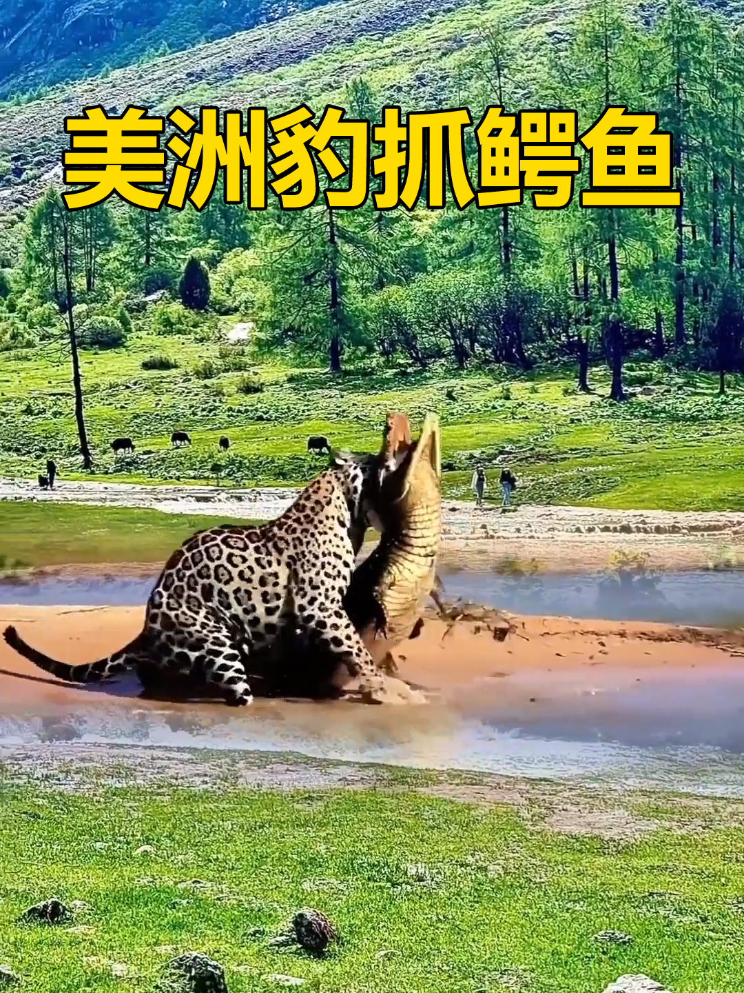 猎豹被鳄鱼偷袭,美洲豹为它报仇