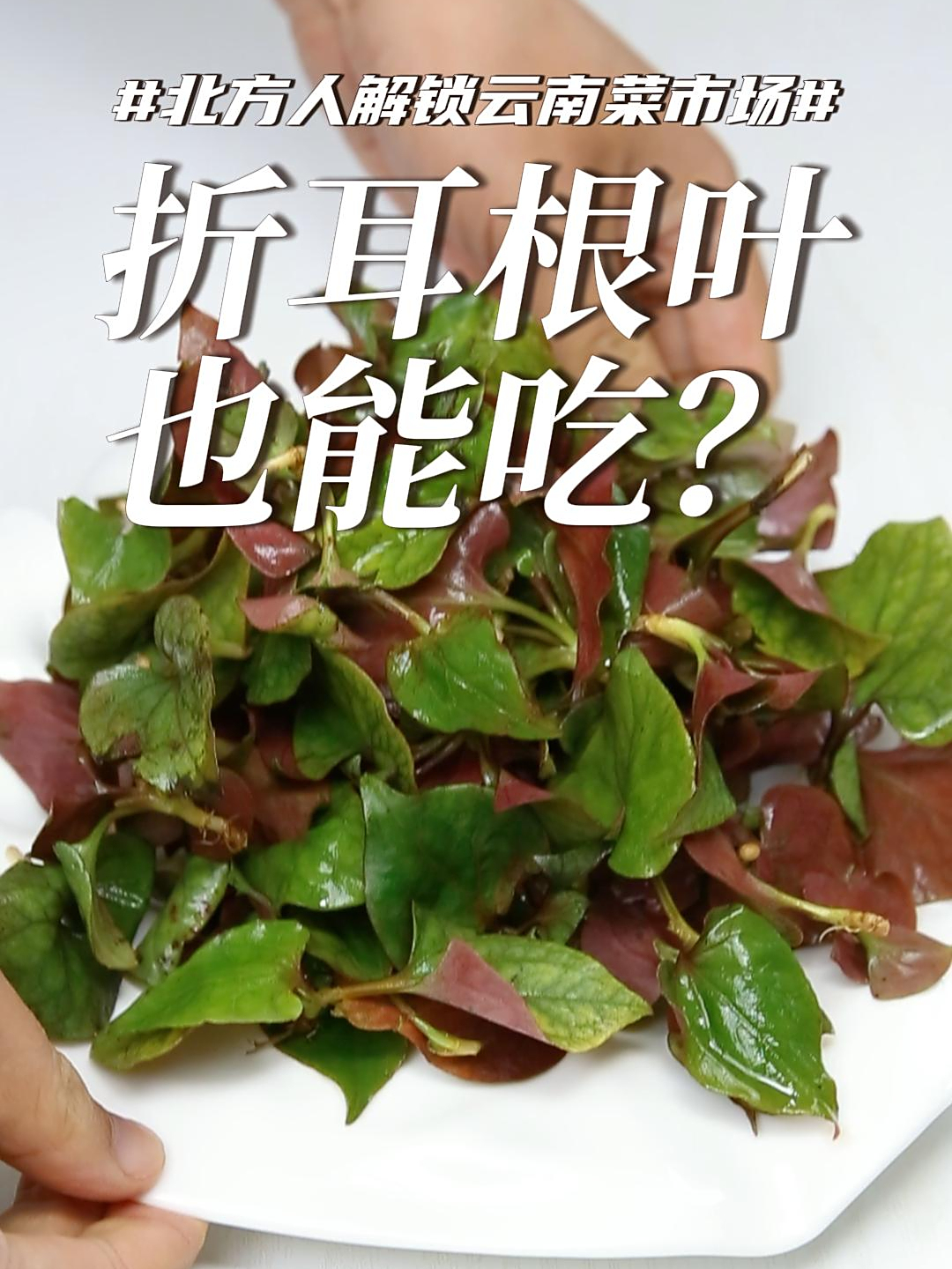 来到云南才知道,折耳根的叶子也能吃!味觉层次更丰富……