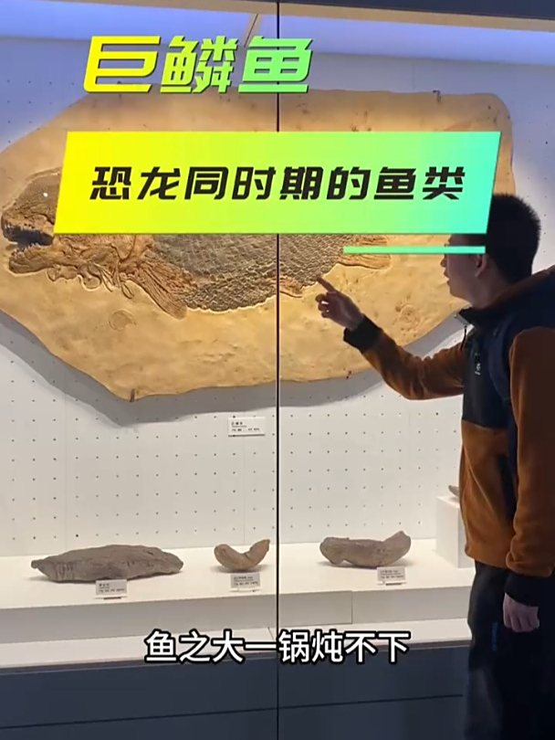 古生物化石:巨鳞鱼,恐龙同时期的鱼类