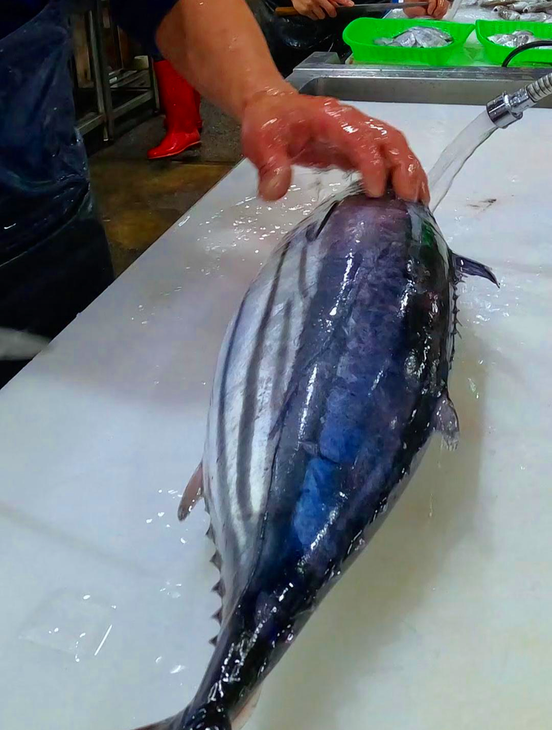 日本人都是如何杀鱼的,全程高能,看起来很丝滑很解压