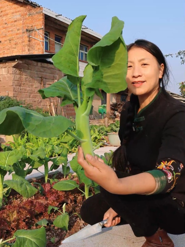 冬天不是只能吃萝卜白菜,菜园里种了各种蔬菜,现吃现摘非常新鲜
