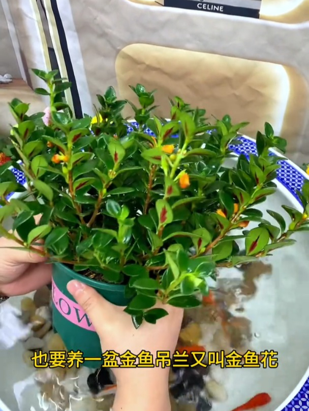 园艺界的奢侈品,花朵如同垂悬着的金鱼,高级好养!