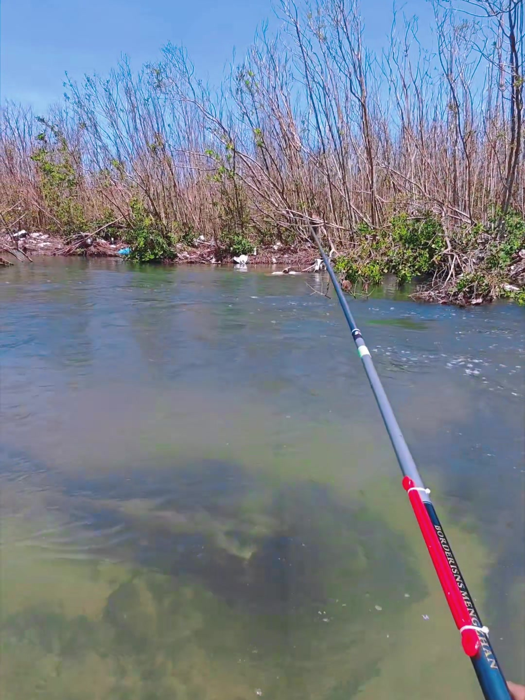 这罗非鱼太大了,天天跑鱼还怎么钓