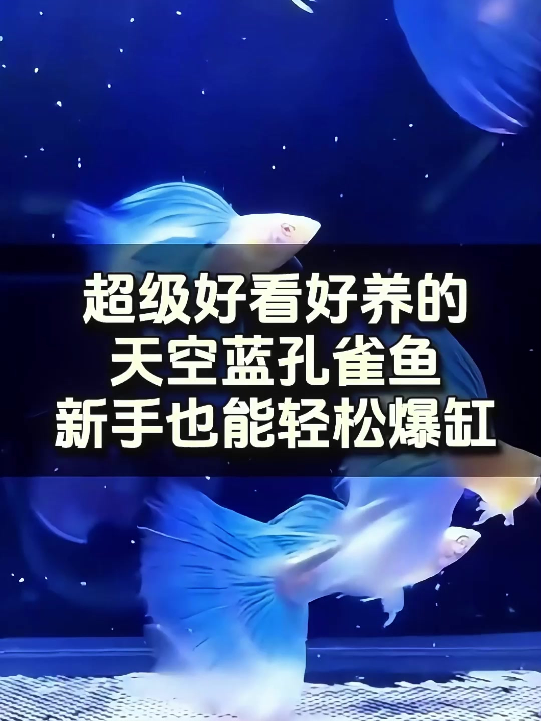 这个天空蓝孔雀鱼实在太漂亮了,放在鱼缸里和仙女一样!