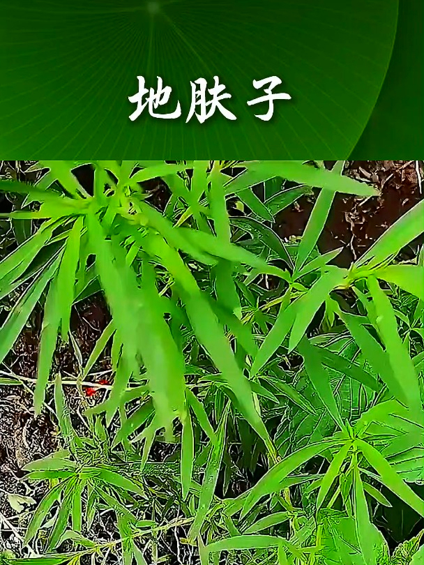 地肤子也叫扫帚菜,拿它凉拌食用,可以增加你的食欲