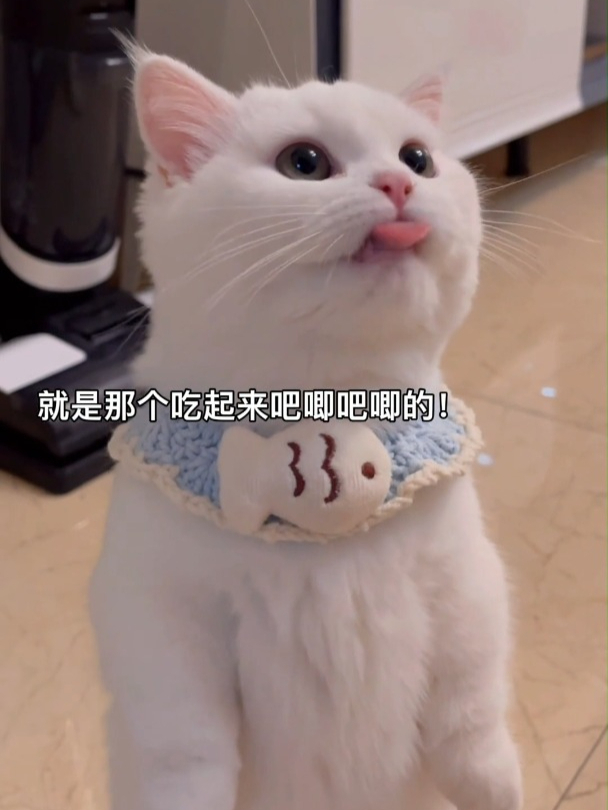给它吃一口吧!小猫咪想要吃东西撒娇的样子真的很难拒绝