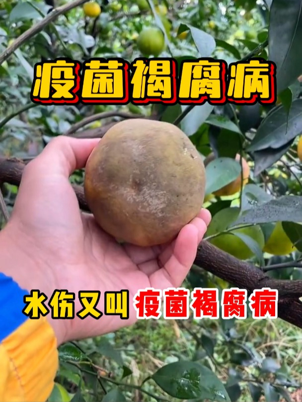 一个视频给您讲清楚如何防治柑橘水伤以及怎么用药?
