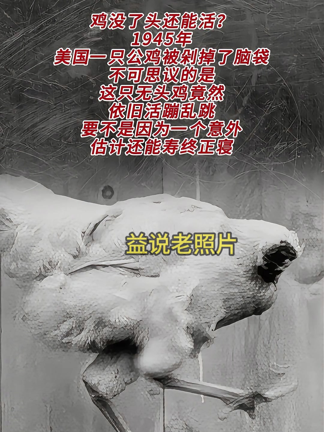 1945年,美国无头鸡麦克奇迹存活,后因意外离世