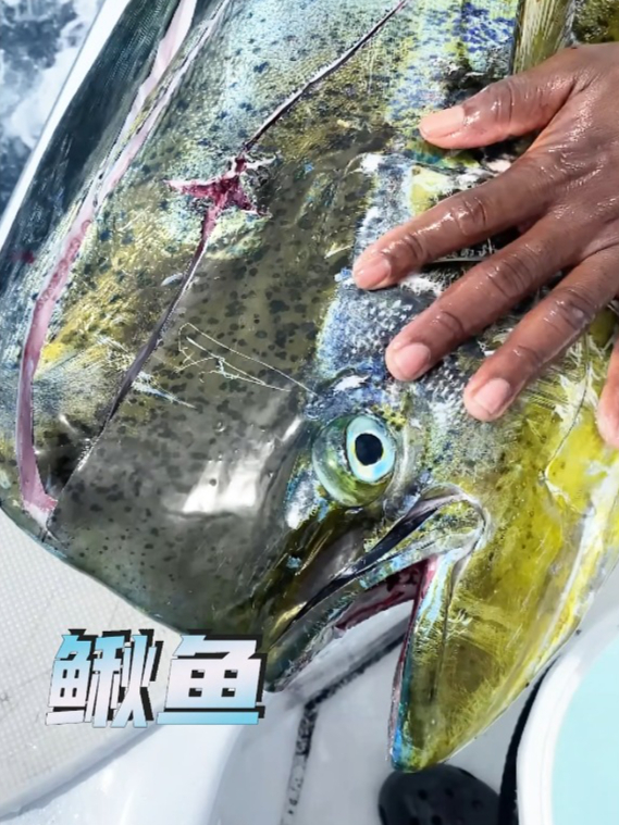 你知道为什么鲯鳅鱼会被称之为“水中狐狸”吗?