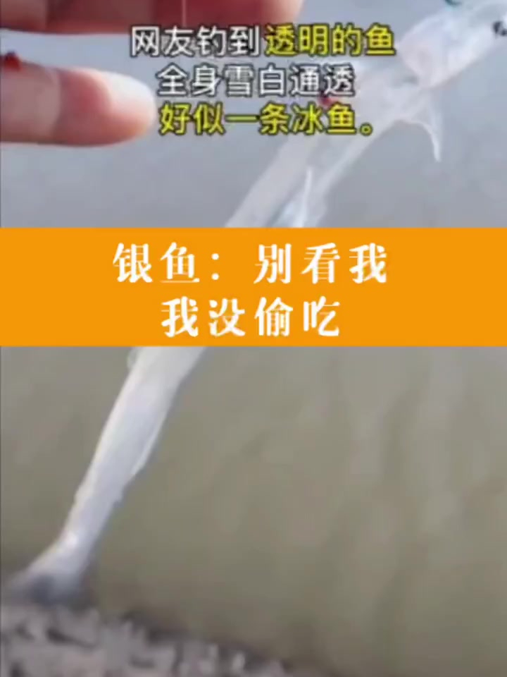 银鱼:别看我 别看我