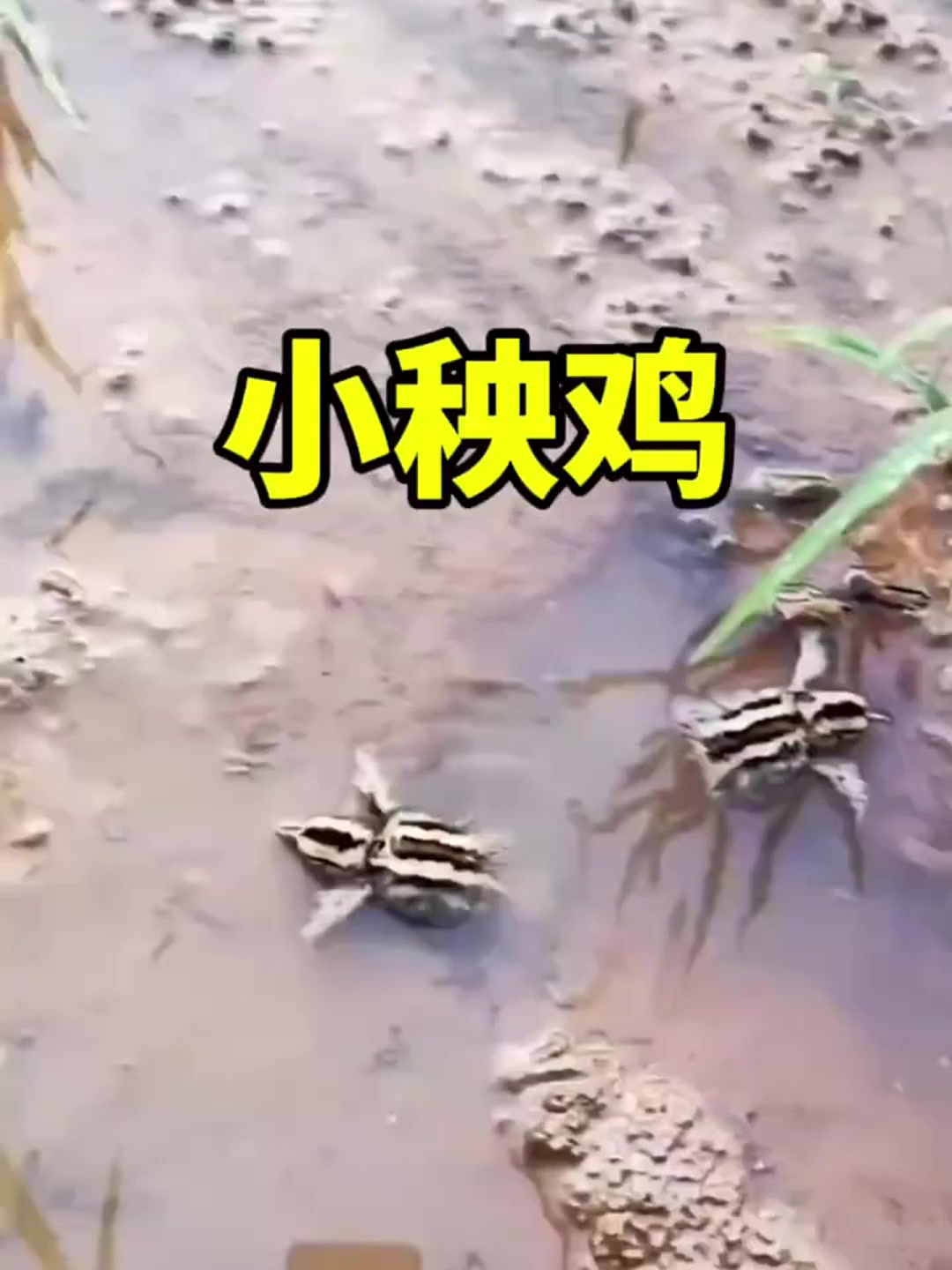 原来这就是秧鸡啊!