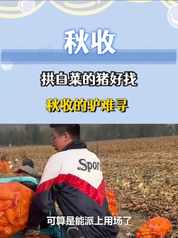 拱白菜的猪好找,秋收的驴难寻,未过门的女婿比驴都能干