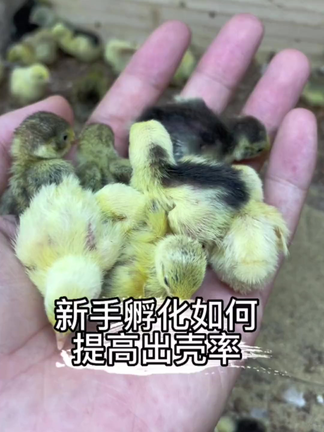 你知道孵化芦丁鸡 怎么做能提升出壳率吗?