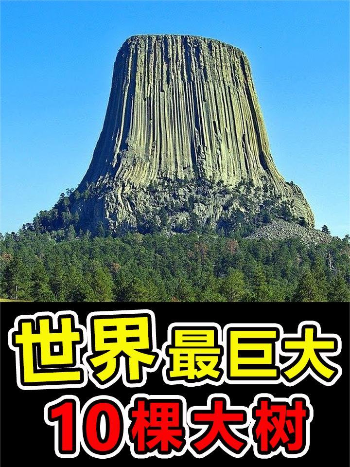 地球上“最巨大”的10棵巨树,第一名高145米重2600吨