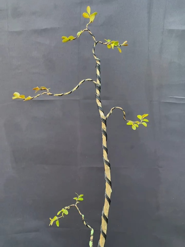 做个母子式的盆景,这个造型看着还不错