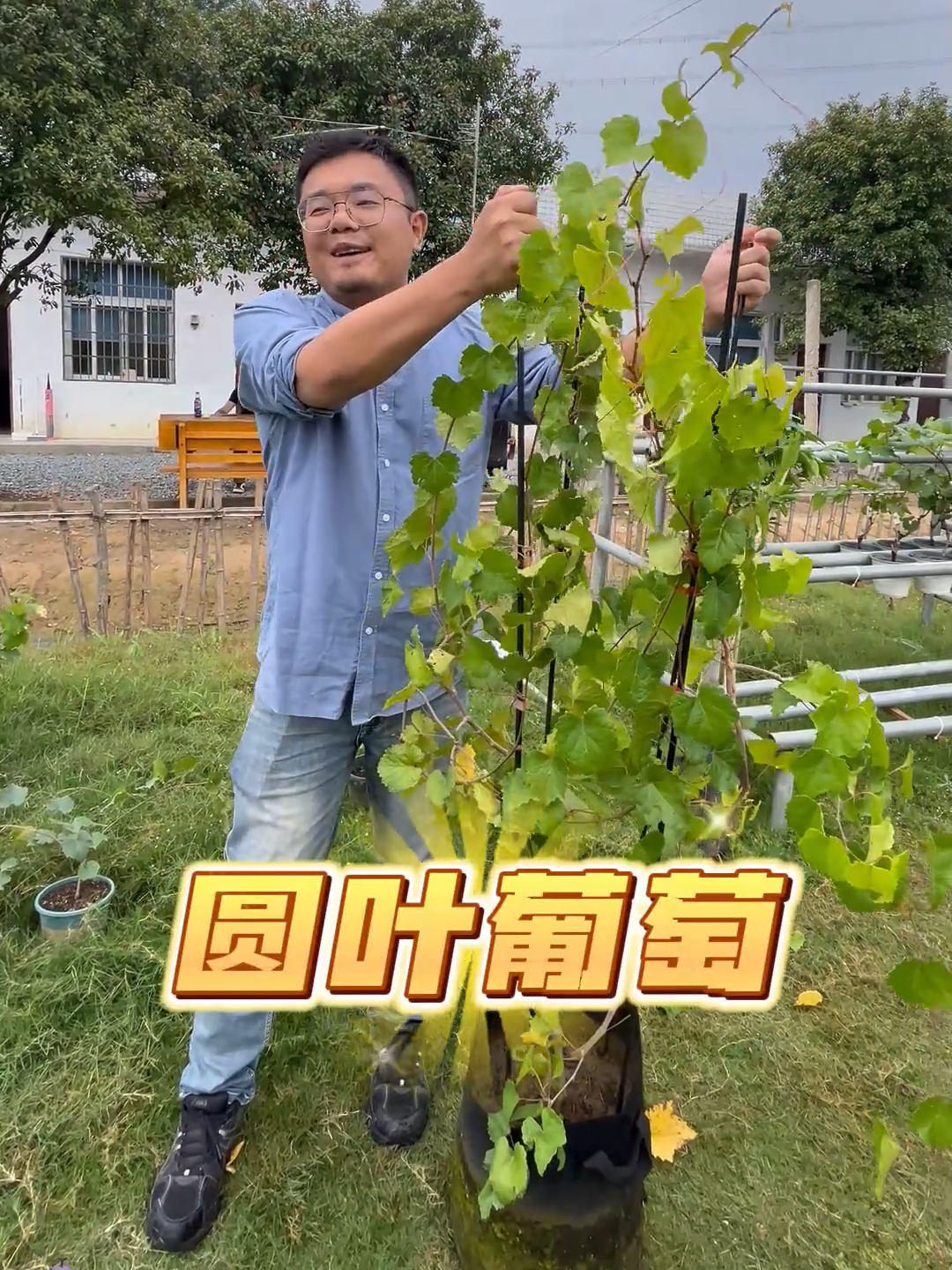 圆叶葡萄品种繁多,不知道怎么选的小伙伴,快来瞧瞧吧