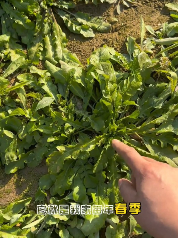 荠菜正当鲜!种子撒下去成片,一年比一年长的旺盛!